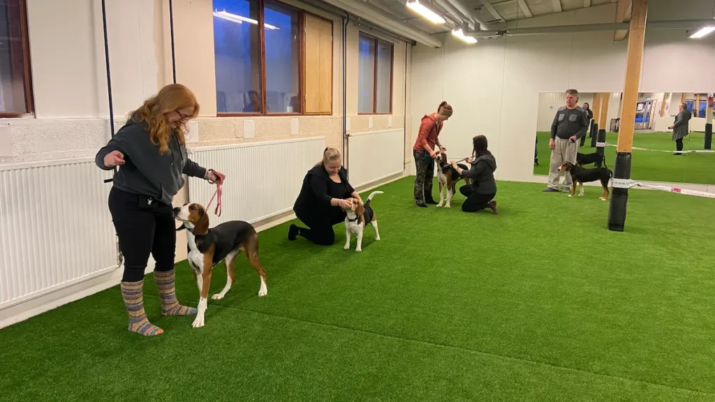 Ajavien näyttelytreeni