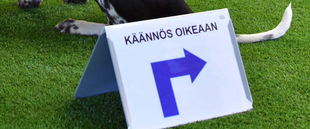 Toko ja rally-toko treenejä Kangasniemen Kennelkerhossa